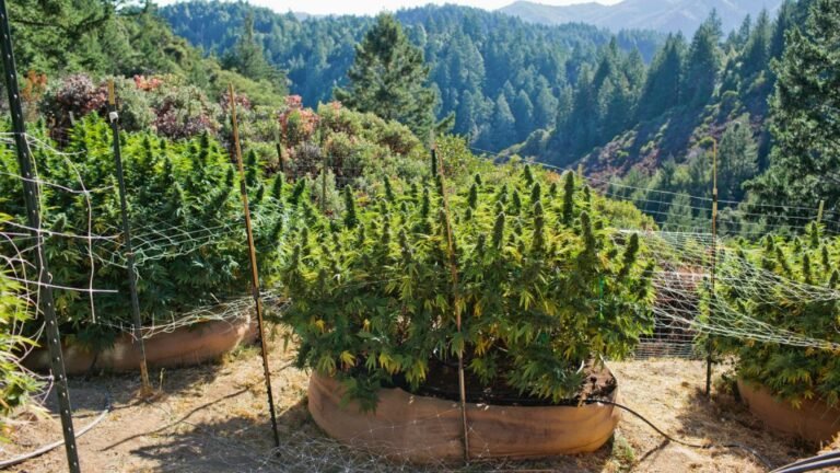 The Emerald Triangle